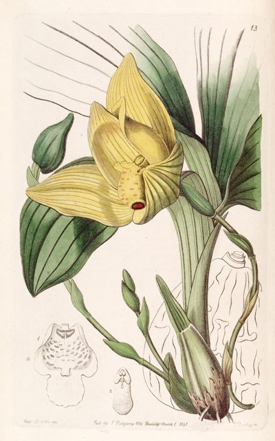 Lycaste cruenta de Miss Drake